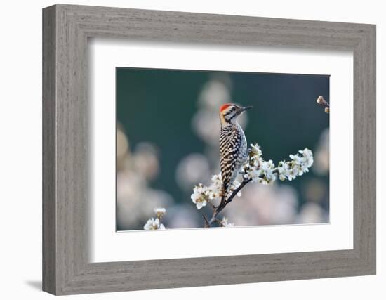 Ladder-backed woodpecker male perched on Mexican plum-Rolf Nussbaumer-Framed Photographic Print