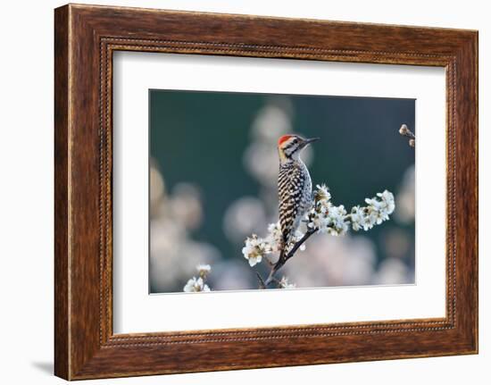 Ladder-backed woodpecker male perched on Mexican plum-Rolf Nussbaumer-Framed Photographic Print