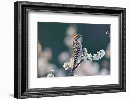 Ladder-backed woodpecker male perched on Mexican plum-Rolf Nussbaumer-Framed Photographic Print