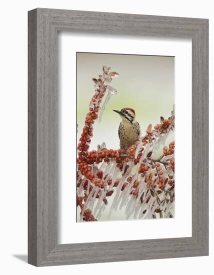 Ladder-backed Woodpecker  perched on icy branch of Yaupon Holly with berries, Hill Country, Texas-Rolf Nussbaumer-Framed Photographic Print