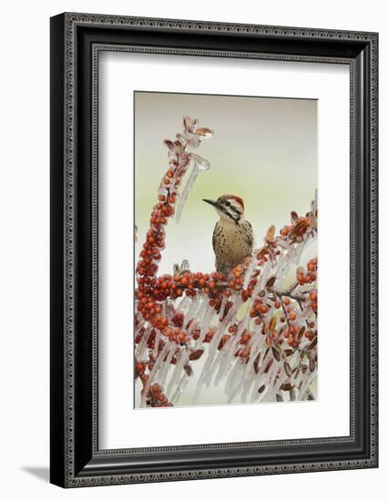 Ladder-backed Woodpecker  perched on icy branch of Yaupon Holly with berries, Hill Country, Texas-Rolf Nussbaumer-Framed Photographic Print