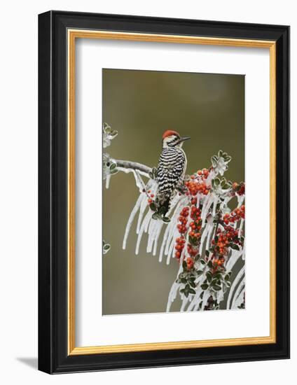 Ladder-backed Woodpecker  perched on icy branch of Yaupon Holly with berries, Hill Country, Texas-Rolf Nussbaumer-Framed Photographic Print