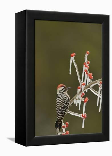 Ladder-backed Woodpecker perched on icy Possum Haw Holly, Hill Country, Texas, USA-Rolf Nussbaumer-Framed Premier Image Canvas