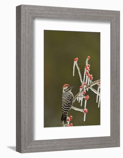 Ladder-backed Woodpecker perched on icy Possum Haw Holly, Hill Country, Texas, USA-Rolf Nussbaumer-Framed Photographic Print