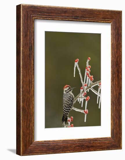 Ladder-backed Woodpecker perched on icy Possum Haw Holly, Hill Country, Texas, USA-Rolf Nussbaumer-Framed Photographic Print