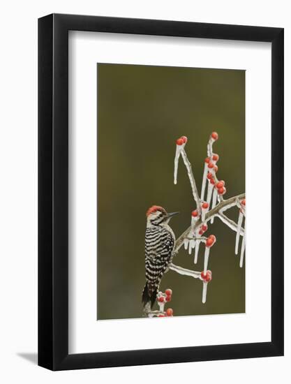 Ladder-backed Woodpecker perched on icy Possum Haw Holly, Hill Country, Texas, USA-Rolf Nussbaumer-Framed Photographic Print