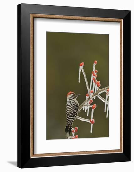 Ladder-backed Woodpecker perched on icy Possum Haw Holly, Hill Country, Texas, USA-Rolf Nussbaumer-Framed Photographic Print