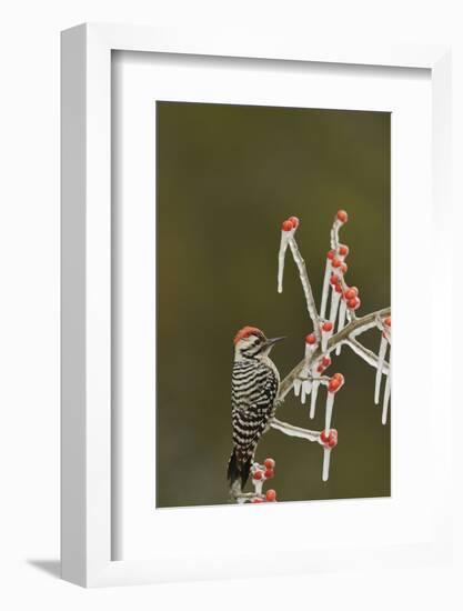 Ladder-backed Woodpecker perched on icy Possum Haw Holly, Hill Country, Texas, USA-Rolf Nussbaumer-Framed Photographic Print