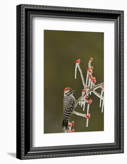 Ladder-backed Woodpecker perched on icy Possum Haw Holly, Hill Country, Texas, USA-Rolf Nussbaumer-Framed Photographic Print