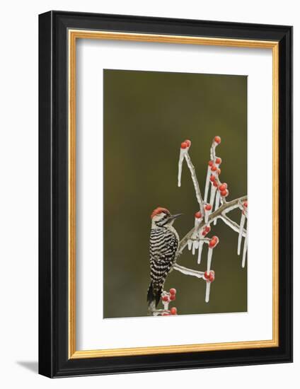 Ladder-backed Woodpecker perched on icy Possum Haw Holly, Hill Country, Texas, USA-Rolf Nussbaumer-Framed Photographic Print