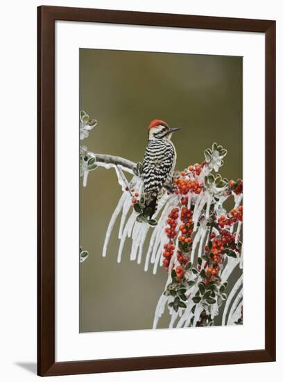 Ladder-backed Woodpecker perched on icy Yaupon Holly, Hill Country, Texas, USA-Rolf Nussbaumer-Framed Premium Photographic Print