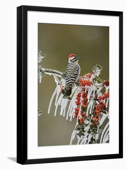 Ladder-backed Woodpecker perched on icy Yaupon Holly, Hill Country, Texas, USA-Rolf Nussbaumer-Framed Premium Photographic Print