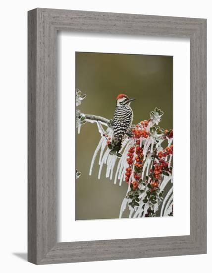 Ladder-backed Woodpecker perched on icy Yaupon Holly, Hill Country, Texas, USA-Rolf Nussbaumer-Framed Photographic Print