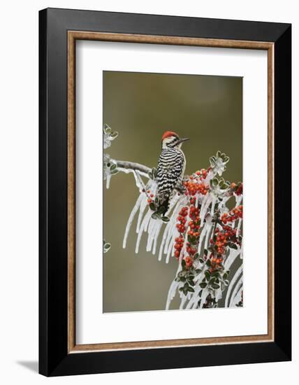 Ladder-backed Woodpecker perched on icy Yaupon Holly, Hill Country, Texas, USA-Rolf Nussbaumer-Framed Photographic Print