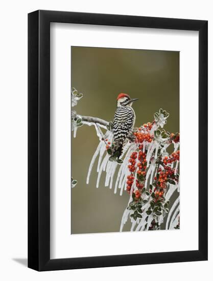 Ladder-backed Woodpecker perched on icy Yaupon Holly, Hill Country, Texas, USA-Rolf Nussbaumer-Framed Photographic Print
