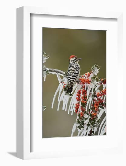 Ladder-backed Woodpecker perched on icy Yaupon Holly, Hill Country, Texas, USA-Rolf Nussbaumer-Framed Photographic Print