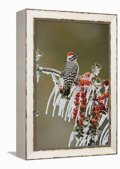 Ladder-backed Woodpecker perched on icy Yaupon Holly, Hill Country, Texas, USA-Rolf Nussbaumer-Framed Premier Image Canvas