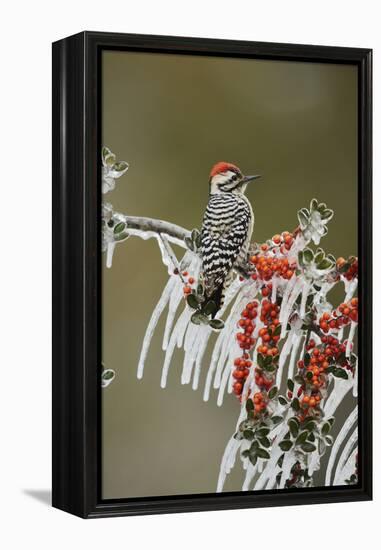 Ladder-backed Woodpecker perched on icy Yaupon Holly, Hill Country, Texas, USA-Rolf Nussbaumer-Framed Premier Image Canvas