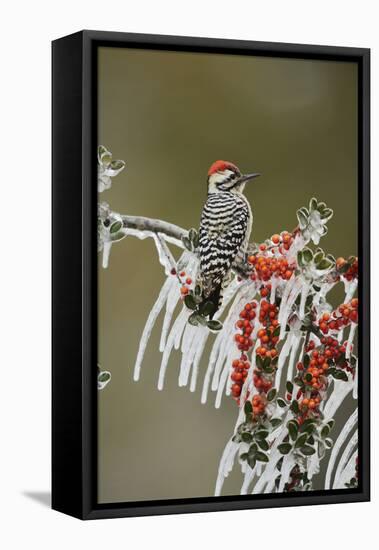 Ladder-backed Woodpecker perched on icy Yaupon Holly, Hill Country, Texas, USA-Rolf Nussbaumer-Framed Premier Image Canvas
