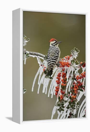 Ladder-backed Woodpecker perched on icy Yaupon Holly, Hill Country, Texas, USA-Rolf Nussbaumer-Framed Premier Image Canvas