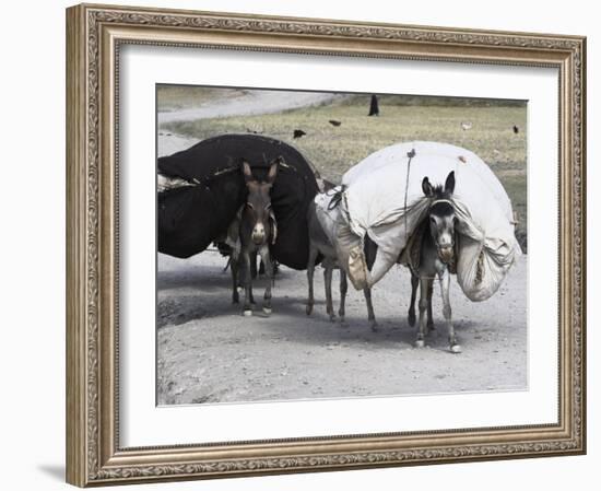 Laden Donkeys, Pal-Kotal-I-Guk, Between Chakhcharan and Jam, Afghanistan-Jane Sweeney-Framed Photographic Print