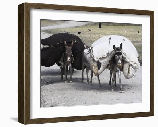 Laden Donkeys, Pal-Kotal-I-Guk, Between Chakhcharan and Jam, Afghanistan-Jane Sweeney-Framed Photographic Print