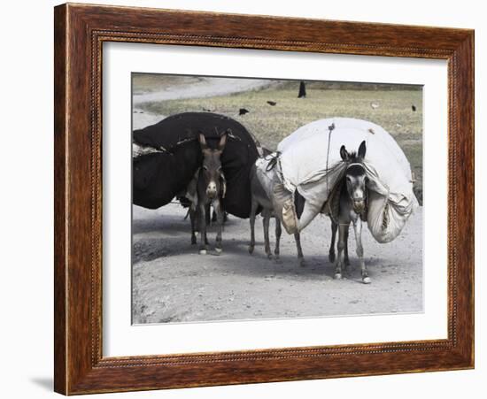 Laden Donkeys, Pal-Kotal-I-Guk, Between Chakhcharan and Jam, Afghanistan-Jane Sweeney-Framed Photographic Print