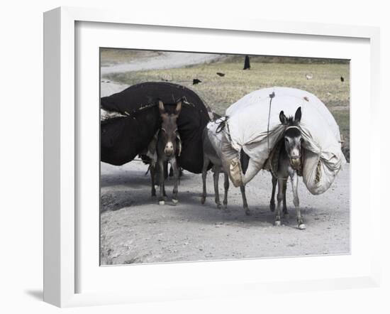 Laden Donkeys, Pal-Kotal-I-Guk, Between Chakhcharan and Jam, Afghanistan-Jane Sweeney-Framed Photographic Print