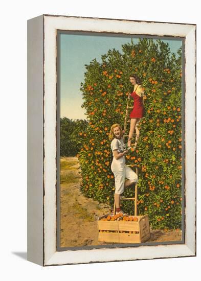 Ladies Picking Oranges, Florida-null-Framed Stretched Canvas