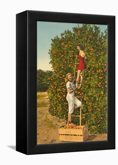 Ladies Picking Oranges, Florida-null-Framed Stretched Canvas