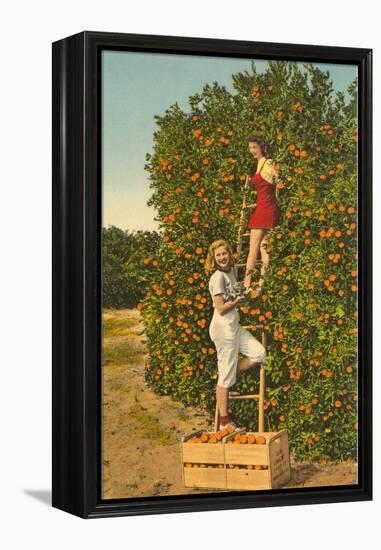 Ladies Picking Oranges, Florida-null-Framed Stretched Canvas