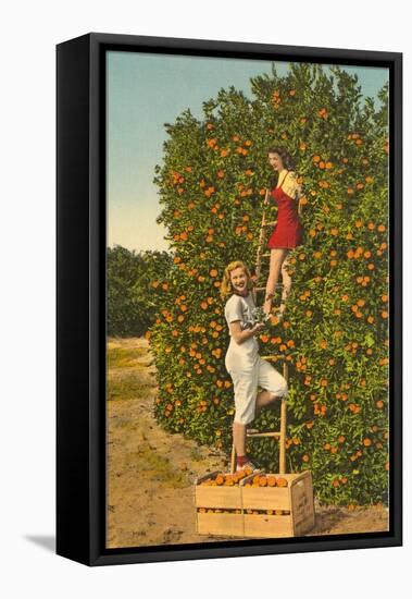 Ladies Picking Oranges, Florida-null-Framed Stretched Canvas