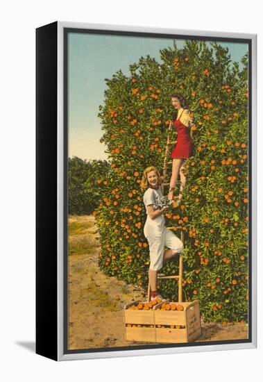 Ladies Picking Oranges, Florida-null-Framed Stretched Canvas