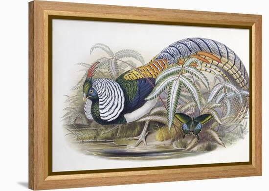 Lady Amherst's Pheasant-John Gould-Framed Premier Image Canvas