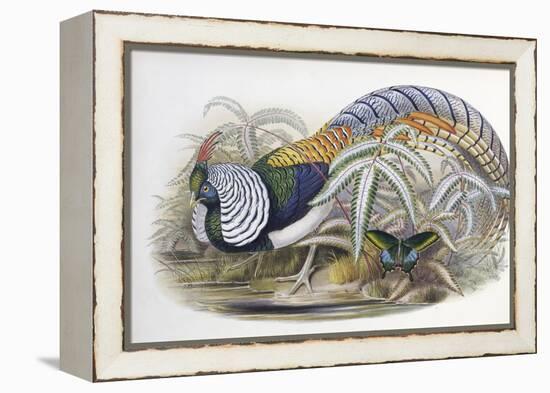 Lady Amherst's Pheasant-John Gould-Framed Premier Image Canvas