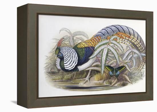 Lady Amherst's Pheasant-John Gould-Framed Premier Image Canvas