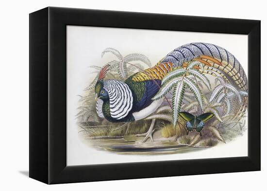 Lady Amherst's Pheasant-John Gould-Framed Premier Image Canvas