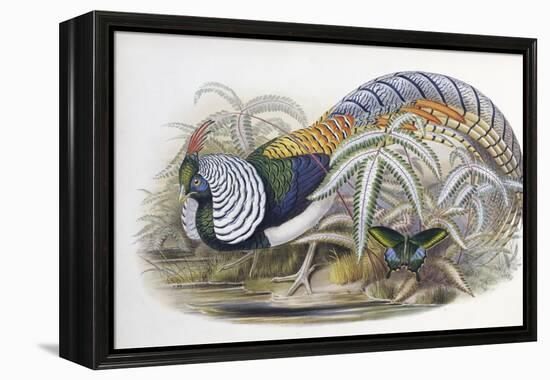 Lady Amherst's Pheasant-John Gould-Framed Premier Image Canvas