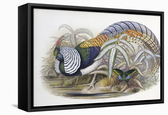 Lady Amherst's Pheasant-John Gould-Framed Premier Image Canvas