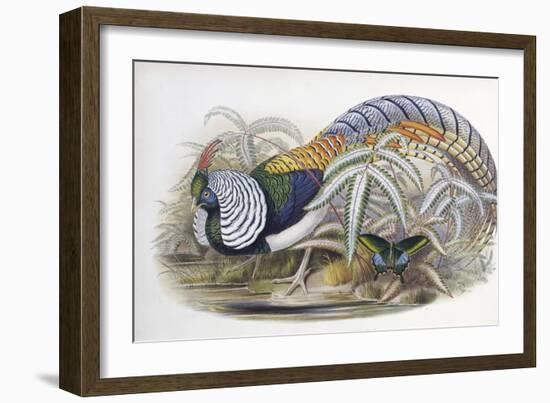 Lady Amherst's Pheasant-John Gould-Framed Giclee Print