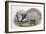 Lady Amherst's Pheasant-John Gould-Framed Giclee Print