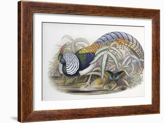 Lady Amherst's Pheasant-John Gould-Framed Giclee Print