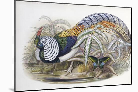 Lady Amherst's Pheasant-John Gould-Mounted Giclee Print