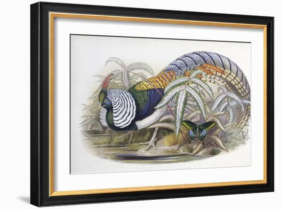 Lady Amherst's Pheasant-John Gould-Framed Giclee Print