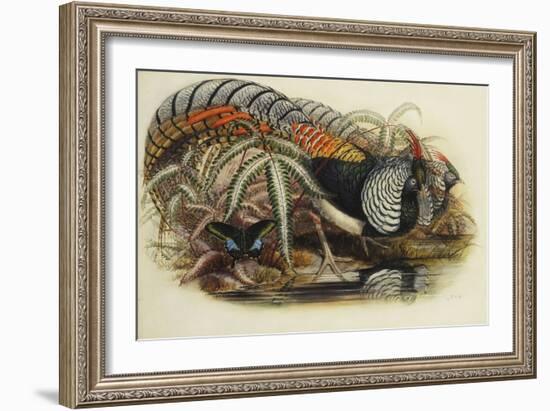 Lady Amherst's Pheasant-Henry Constantine Richter-Framed Giclee Print