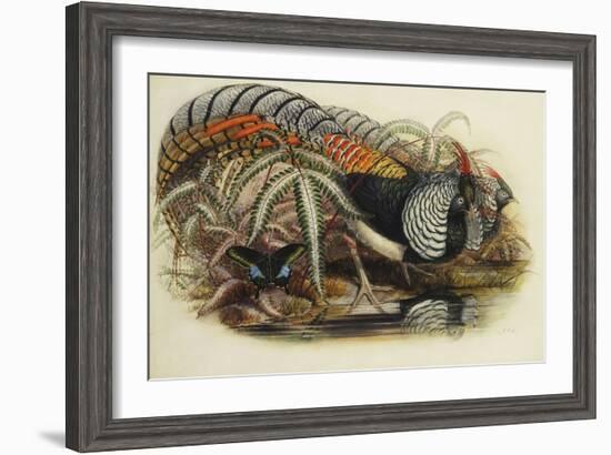 Lady Amherst's Pheasant-Henry Constantine Richter-Framed Giclee Print