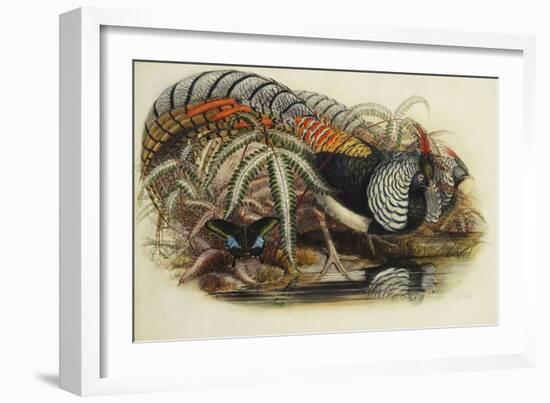 Lady Amherst's Pheasant-Henry Constantine Richter-Framed Giclee Print