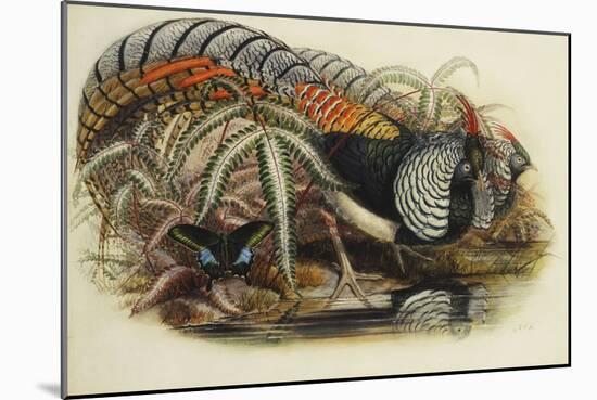 Lady Amherst's Pheasant-Henry Constantine Richter-Mounted Giclee Print