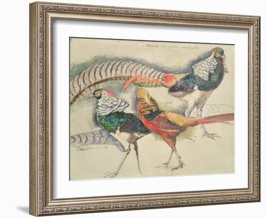 Lady Amherst's Pheasant-Theo van Rysselberghe-Framed Giclee Print