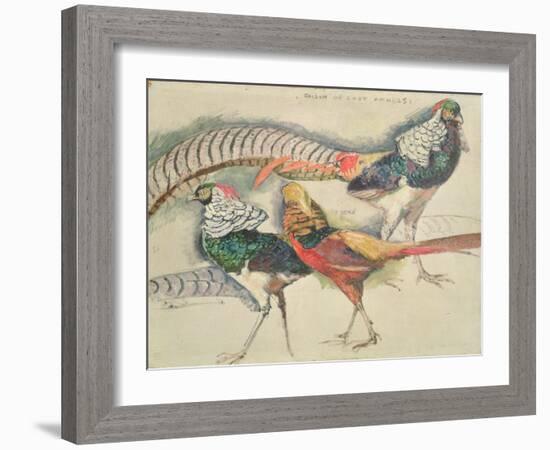 Lady Amherst's Pheasant-Theo van Rysselberghe-Framed Giclee Print